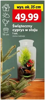 Cyprys świąteczny - w słoju wys. 35 cm - Lidl - 49.99 zł - od 12.12.2024 do 15.12.2024