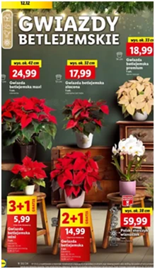 Gwiazda betlejemska - mini - Lidl - 4.49 zł - od 12.12.2024 do 15.12.2024