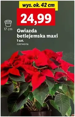 Gwiazda betlejemska - 42 cm - Lidl - 24.99 zł - od 12.12.2024 do 15.12.2024