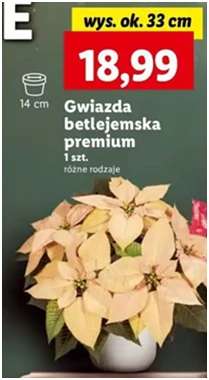 Gwiazda betlejemska - premium - Lidl - 18.99 zł - od 12.12.2024 do 15.12.2024