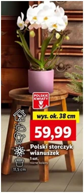 Storczyk wianuszek - wys. 40/50 cm don. 11.5 - Lidl - 59.99 zł - od 12.12.2024 do 15.12.2024